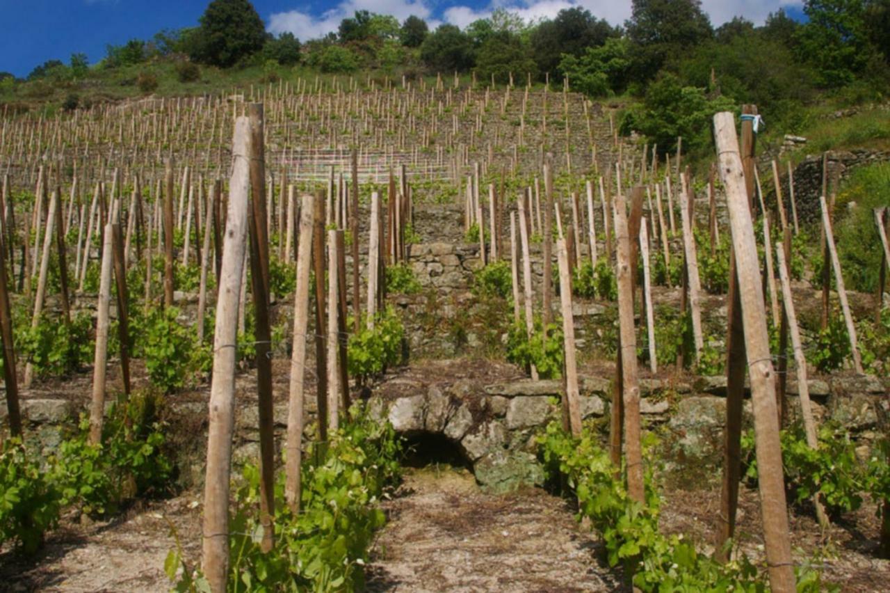 Du Tilleul ,domaine De L'olivier Hébergement de vacances Faugeres (Ardeche)